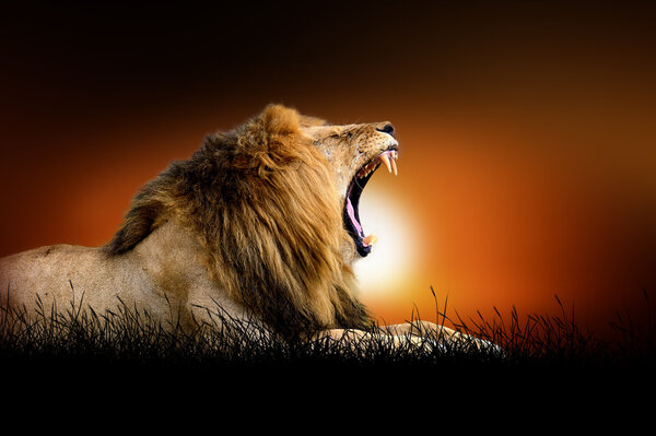 Lion against on the background of african sunset