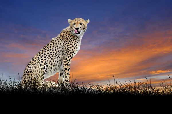 Cheetah sullo sfondo del cielo del tramonto — Foto Stock