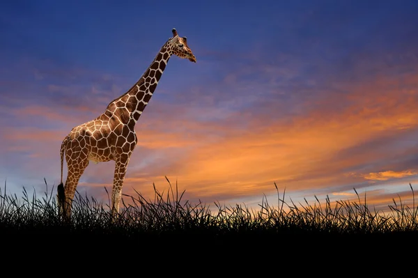 Girafa no fundo do céu por do sol — Fotografia de Stock