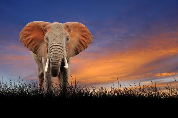 Elephant on the background of sunset sky — Stock Photo, Image