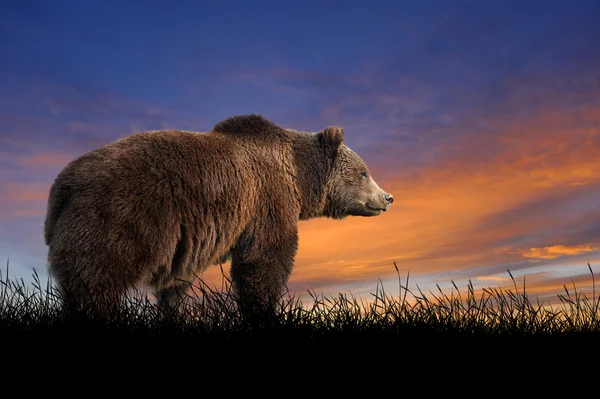 Urso no fundo do céu por do sol — Fotografia de Stock