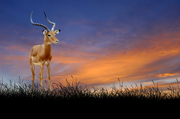 Impala, a háttérben a naplemente, ég — Stock Fotó