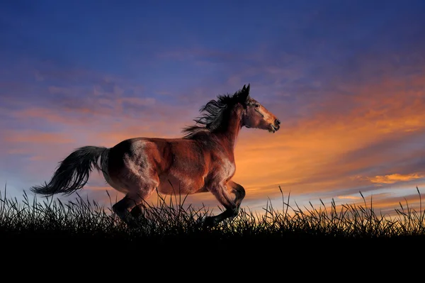 Caballo en el fondo del cielo del atardecer — Foto de Stock