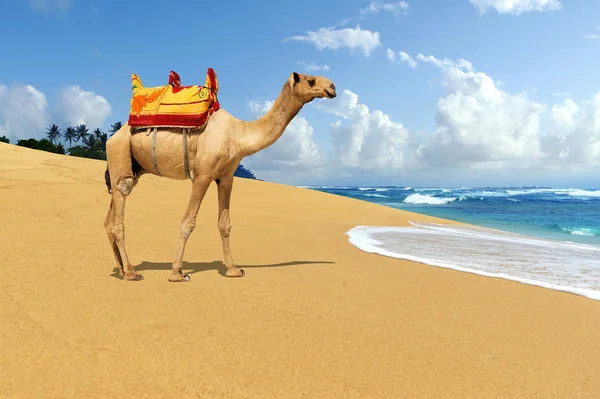 Kameel op het strand — Stockfoto