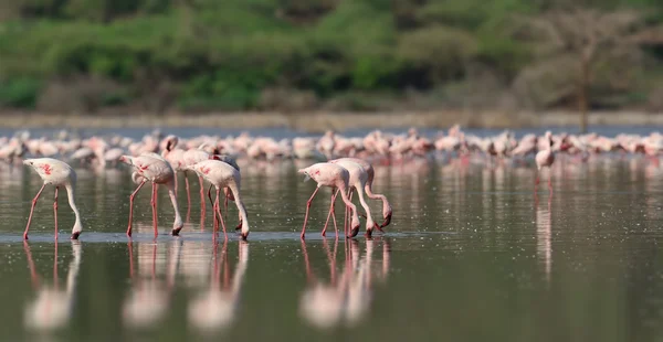 Roze flamingo 's in water — Stockfoto