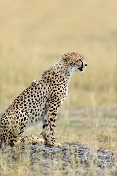 Wild african cheetah — Stock Photo, Image