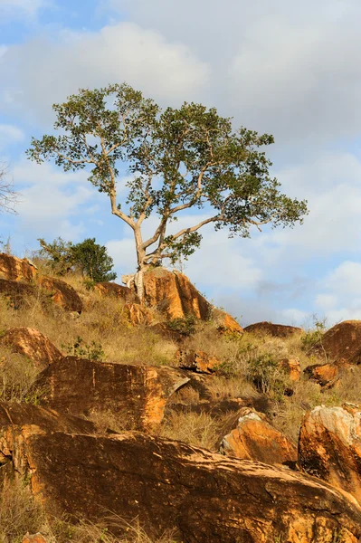 Paisaje con árbol en África — Foto de Stock