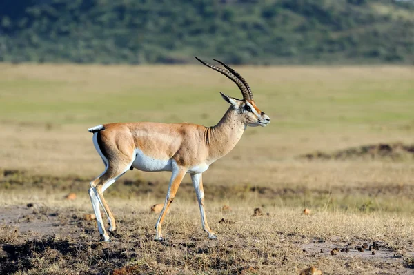 Thomsons Gazelle auf der Savanne — Stockfoto