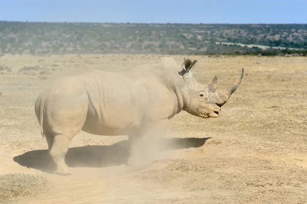 非洲白犀牛 — 图库照片