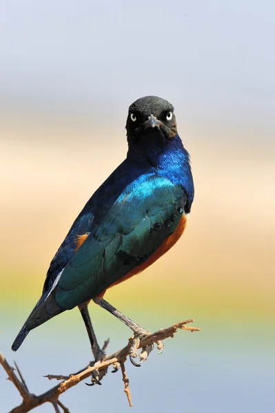 Pássaro colorido soberbo — Fotografia de Stock