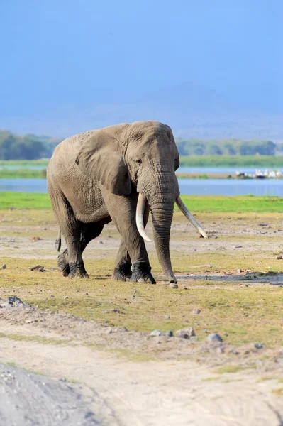 Elephant in National park of Kenya — Stock Photo, Image