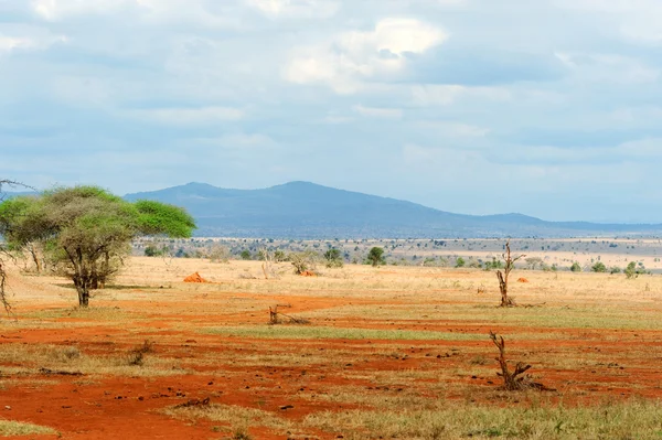 Paisaje de sabana en el Parque Nacional de Kenia — Foto de Stock