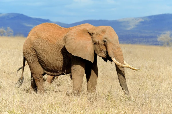 Elefante en el Parque Nacional de Kenia — Foto de Stock