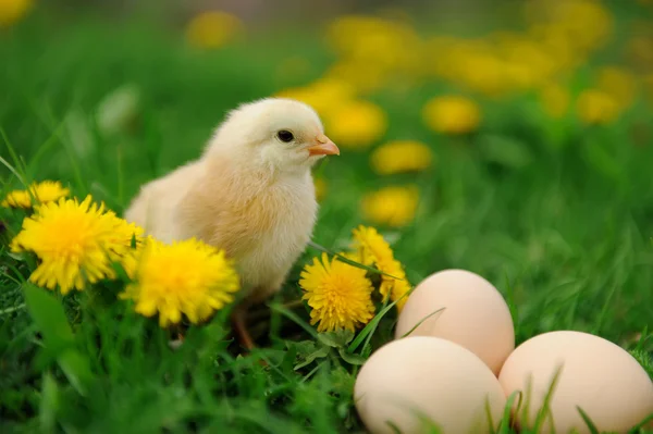 Little chicken on the grass — Stock Photo, Image