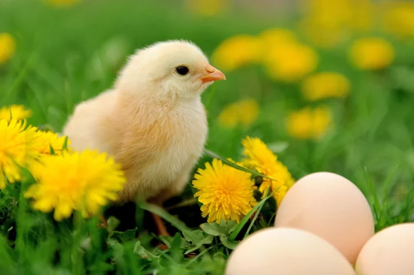 Little chicken on the grass — Stock Photo, Image