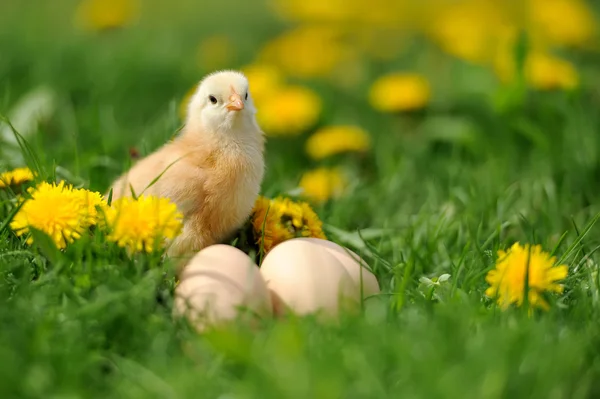 Kleines Huhn auf dem Gras — Stockfoto