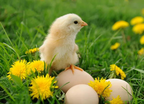 Pollito en la hierba — Foto de Stock