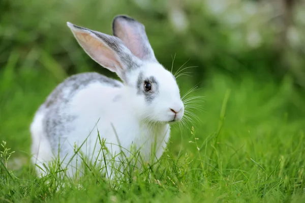 Baby rabbit in grass — Stock Photo, Image