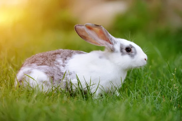 Baby królik w trawie — Zdjęcie stockowe