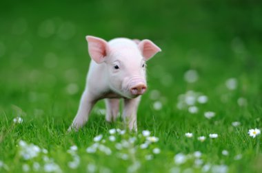 Genç çimenlerin üzerinde domuz