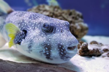 Balıklı sualtı sahnesi