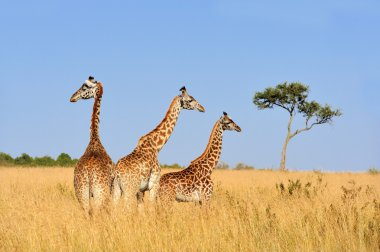 Zürafa Kenya Milli Parkı