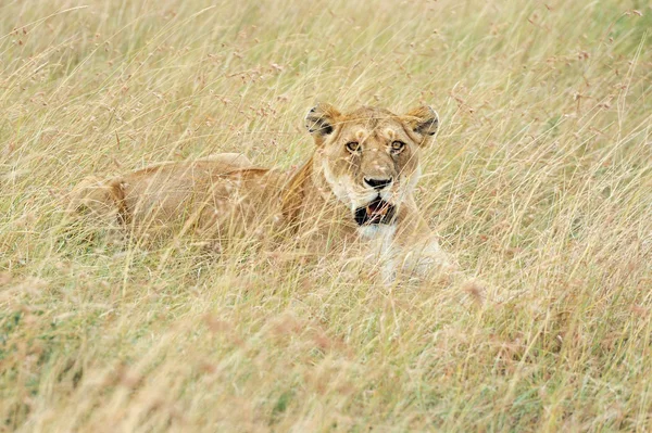 Chiudi leone nel Parco Nazionale del Kenya — Foto Stock