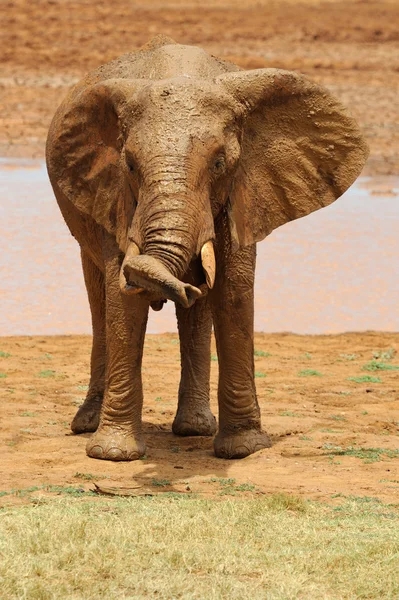 Elefante no parque nacional do Quênia — Fotografia de Stock