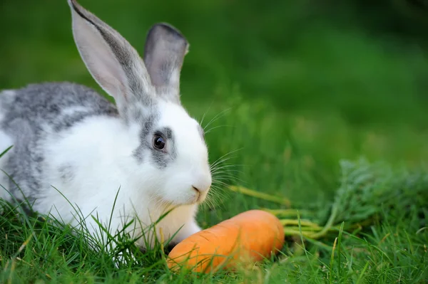 잔디에 작은 토끼 — 스톡 사진
