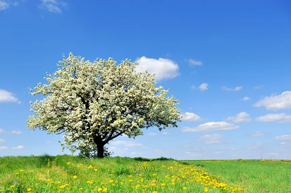 Enkelt blommande träd på våren — Stockfoto