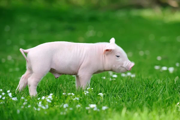 Jeune porc sur herbe — Photo