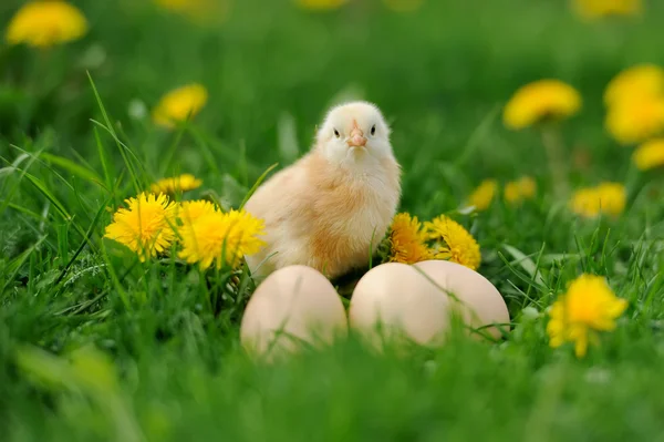 Little chickens on a grass — Stock Photo, Image