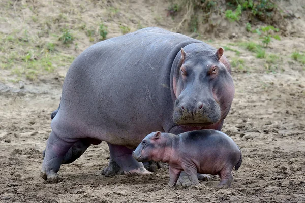 Ιπποπόταμος (amphibius Hippopotamus) — Φωτογραφία Αρχείου