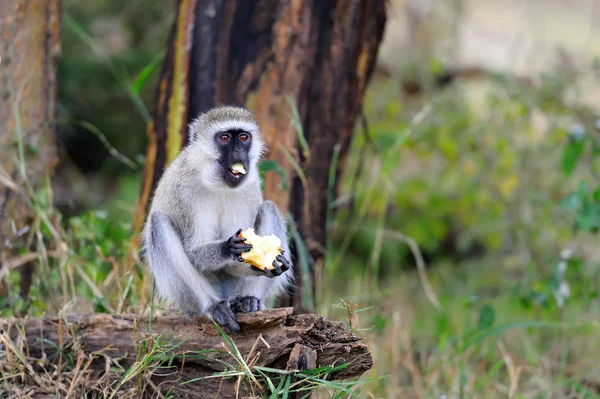 Vervet Monkey come manzana —  Fotos de Stock