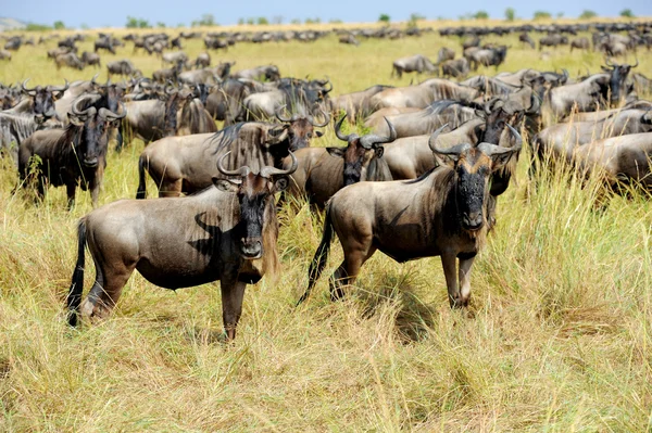 Gnus im Nationalpark Kenia — Stockfoto