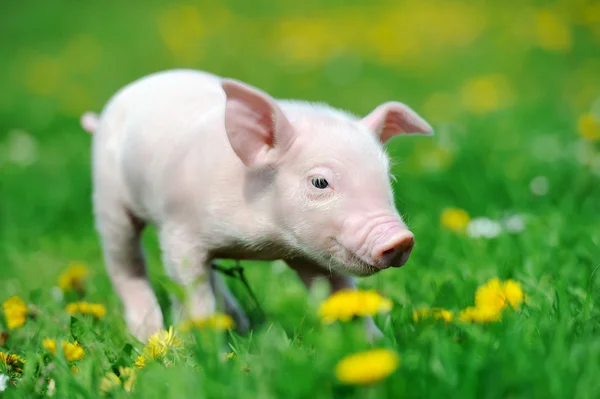 Cerdo joven en la hierba — Foto de Stock