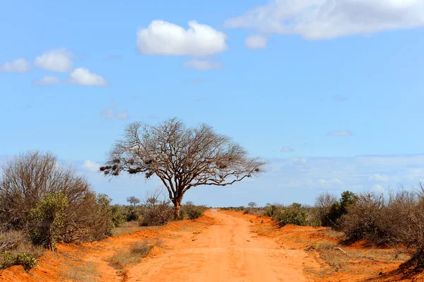 Paisaje con árbol en África — Foto de Stock