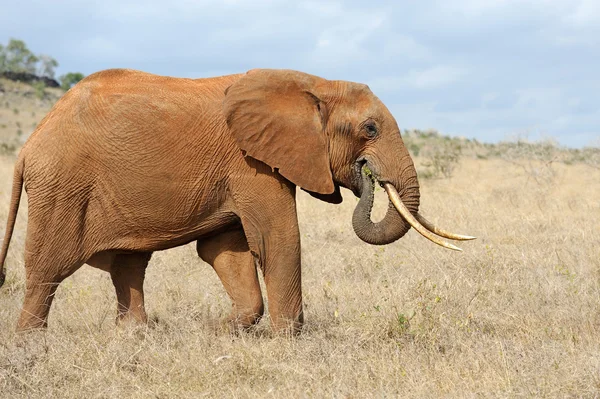 Elefante en el Parque Nacional de Kenia — Foto de Stock