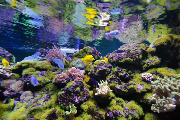 Bella scena subacquea — Foto Stock