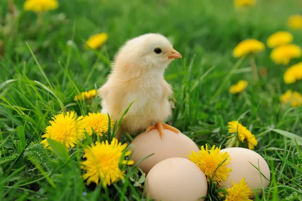 Petits poulets sur une herbe — Photo