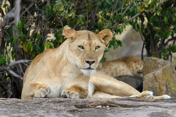 Kenya Ulusal Parkı yakın aslan — Stok fotoğraf