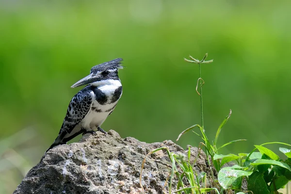Pied Kingfisher em pedra — Fotografia de Stock