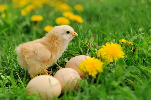 Petits poulets sur une herbe — Photo