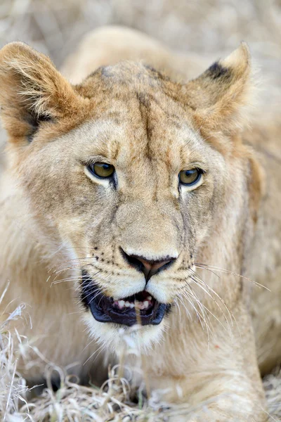 Naher Löwe im Nationalpark Kenia — Stockfoto