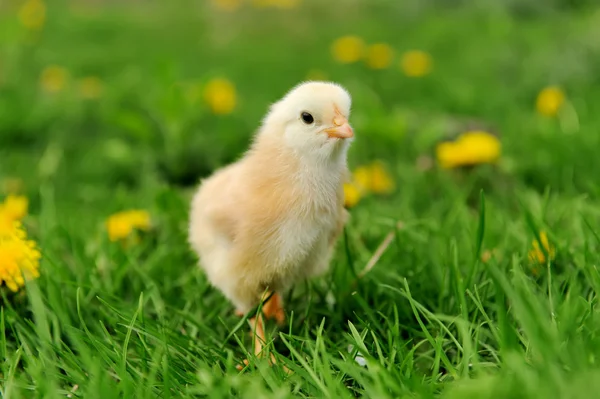 Цыплята на траве — стоковое фото