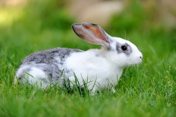 Malý králík v trávě — Stock fotografie