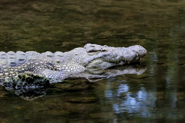 Krokodil a vízben. Kenya, Afrca — Stock Fotó