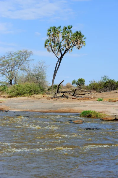 Paesaggio con albero in Africa — Foto Stock