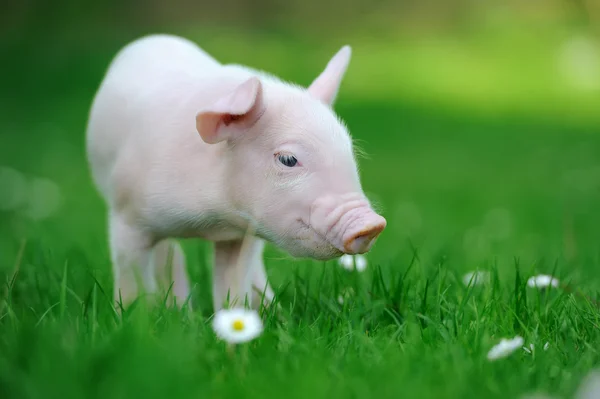 Junges Schwein auf Gras — Stockfoto