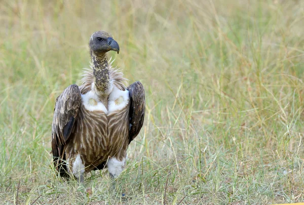 Vulture feeding on a kill — Stock Photo, Image